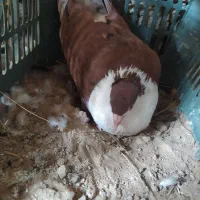 کفتر و کبوتر با دوتا جوجه معاوضه ای|پرنده|کرباسک, |دیوار