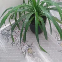 گل پاندانوس خارجی