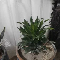 گل با گلدان فروشی|گل و گیاه طبیعی|چناران, |دیوار