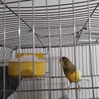 جفت قناری|پرنده|سردشت, |دیوار