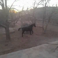 مادیان ۳ سال|اسب و تجهیزات اسبسواری|گندمان, |دیوار