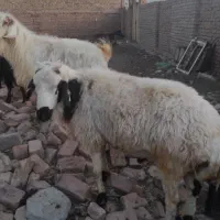 بزومیش وچبش بره نر