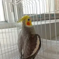 عروس هلندی سخنگو|پرنده|اردبیل, |دیوار