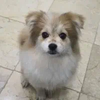 پامر|سگ|خمینی‌شهر, |دیوار