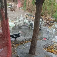 غاز نر و ماده (جوجه اردک اسرائیلی و معمولی)