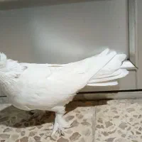 سفید چشو نوک