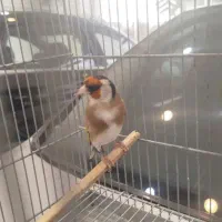 سهره نر دهن زن مس