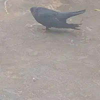 کبوتر|پرنده|میاندوآب, |دیوار