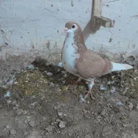 ساده|پرنده|شیروان (خراسان), |دیوار