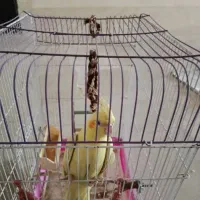 عروس هلندی زعفرونی مهر معاوضه با جفت مولد برزیلی