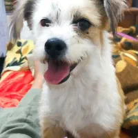 فروش سگ پایمرو شیتزو|سگ|نورآباد ممسنی, |دیوار