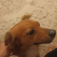 سگ پیدا شده