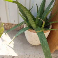 تعدادی گل به فروش میرسد|گل و گیاه طبیعی|کیاشهر, |دیوار