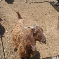 بز سالم