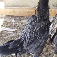 حیوانات مزرعه لاری.خ.س.ک