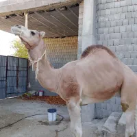 شتر|حیوانات مزرعه|خفر, |دیوار