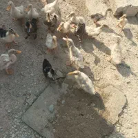 فروش اردک (فوری)|حیوانات مزرعه|هندیجان, |دیوار