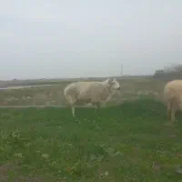 گوسفند نر جوان|حیوانات مزرعه|بابل, |دیوار