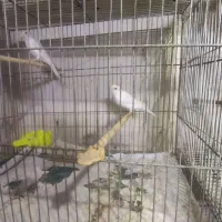 پرنده|پرنده|سلامی, |دیوار