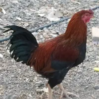 خروس لاری چاق معاوضه