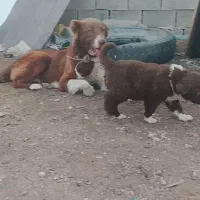 لاس سرخ قدرجونی ۲ ساله