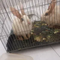 3عددخرگوش|موش و خرگوش|سنندج, |دیوار