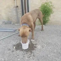 سگ گم شده|حیوانات|زنجان, |دیوار