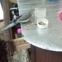 قفس عروس هلندی پرندگان