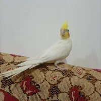 عروس هلندی|پرنده|ایلخچی, |دیوار