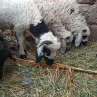 سه تابره نر