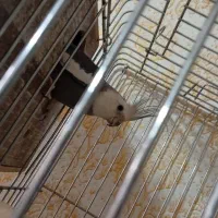 فروش فوری عروس هلندی