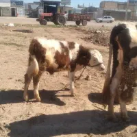 گاو با گوساله سیمینتال درجه یک