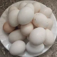 تخم مرغ نطه دار