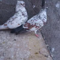 کبوتر پرشی