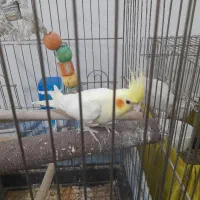 جوجه لوتینو دونخور