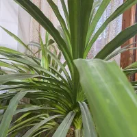 فروش گل پاندانوس|گل و گیاه طبیعی|نجفآباد, الله اکبر|دیوار