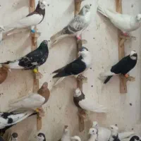 کفتر غریب مشهد رسید