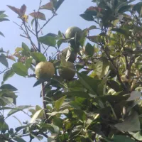 فروش نارنج خرید نارنج|خوردنی و آشامیدنی|شیراز, سیاه سنگ|دیوار