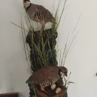 مجسمه