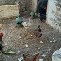 مرغ و خروس|حیوانات مزرعه|کرج, کیانمهر|دیوار