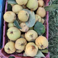 فروش میوه به