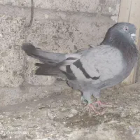 ۳ عدد کبوتر پرشی به شرط دست نویس میدم .