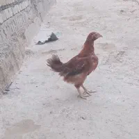 ۴عددجوجه محلی 2ماهه۱۲۰۰