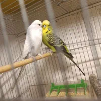 مرغ عشق انگلیسی و طوطی برزیلی مولد|پرنده|کرج, اسدآباد|دیوار