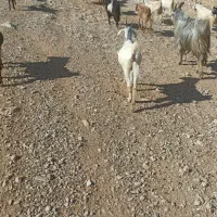 کهر نره ماده|حیوانات مزرعه|دوگنبدان, |دیوار