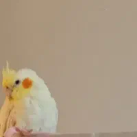 گمشده|حیوانات|تبریز, |دیوار