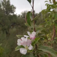 باغ-روستای-مزرع