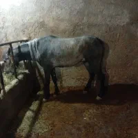 اسب|اسب و تجهیزات اسب‌سواری|زرین دشت (همدان), |دیوار