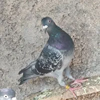 جفت نروماده پلاک|پرنده|خورموج, |دیوار