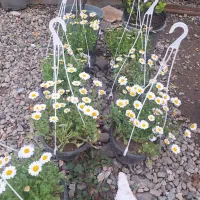 گلکده ارکیده